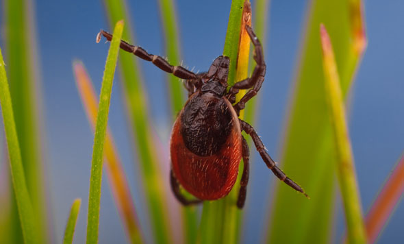 Anti insect